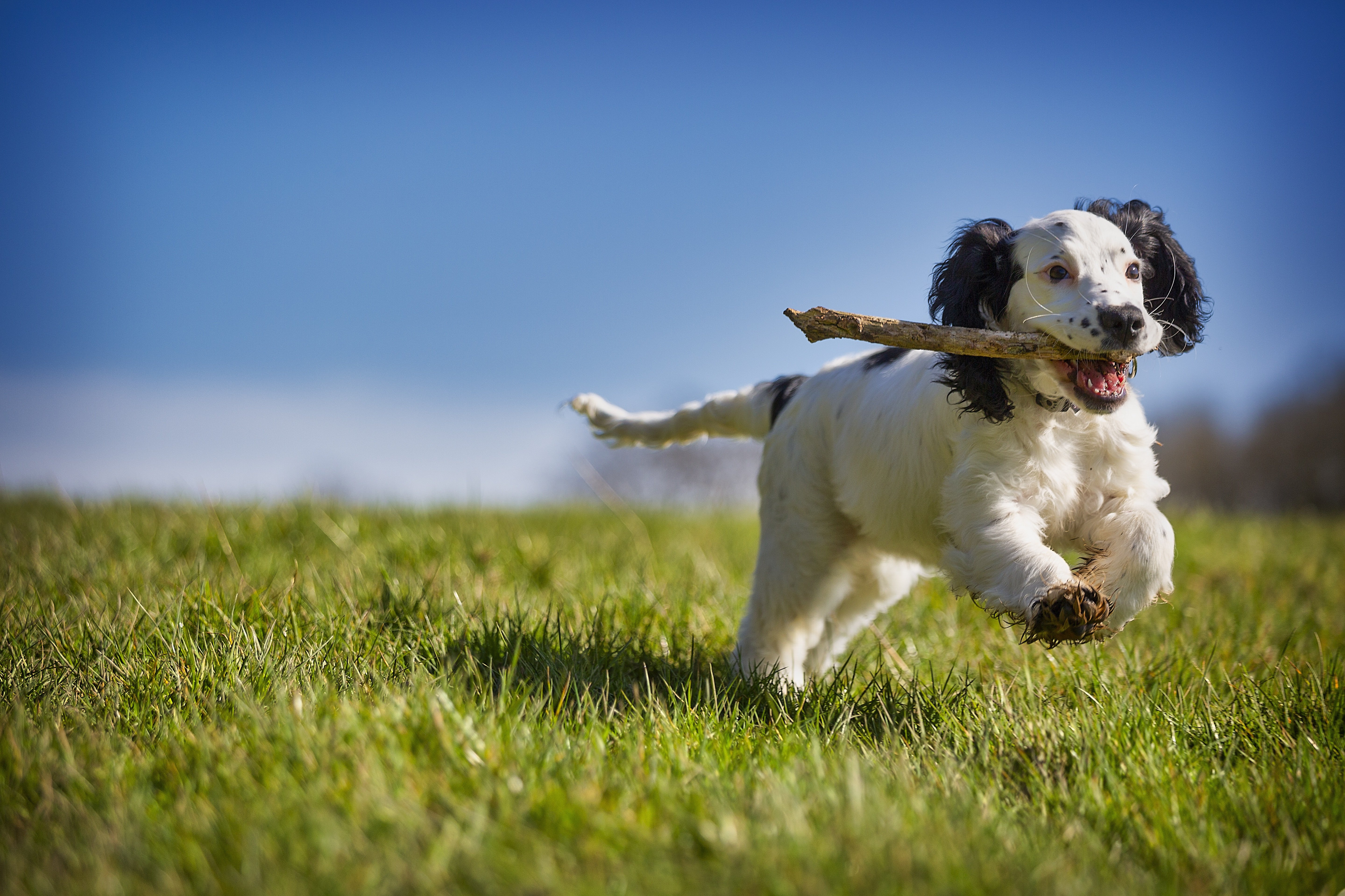 Dog running with a stick across a field